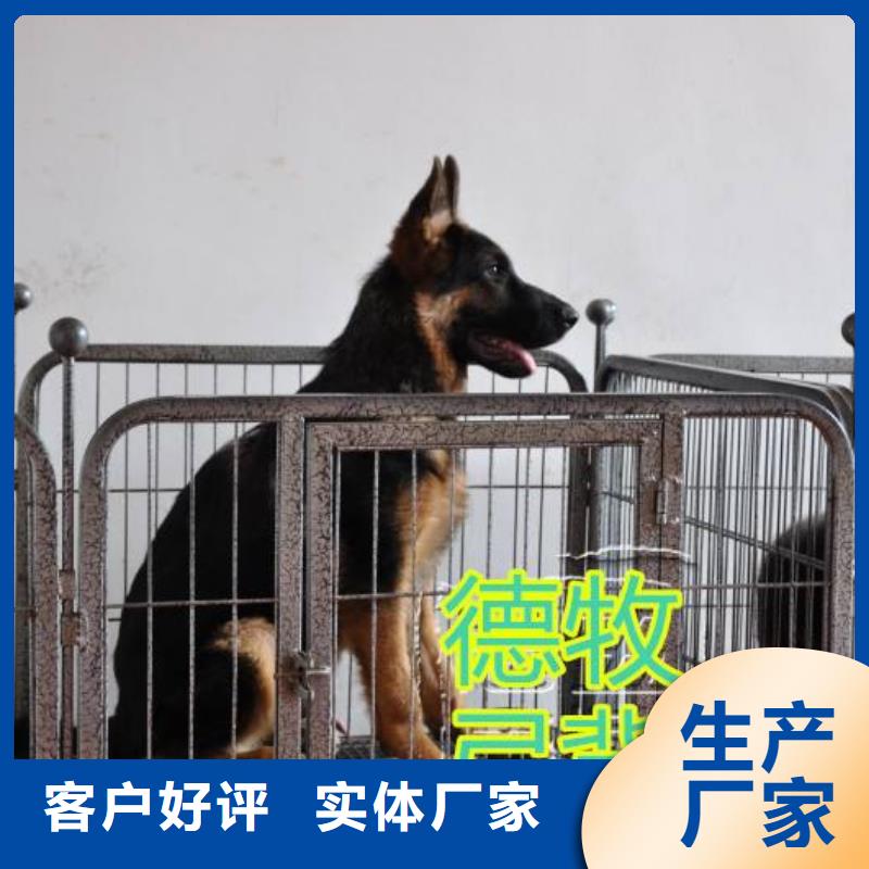 【德国牧羊犬杜高犬产品优势特点】