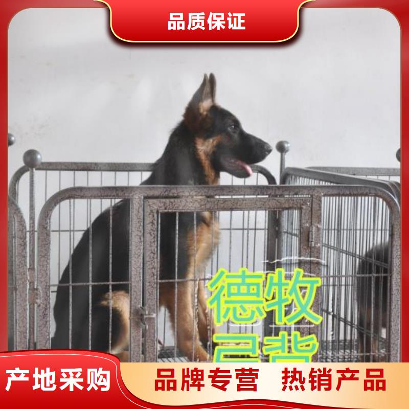 德国牧羊犬杜高犬专心专注专业