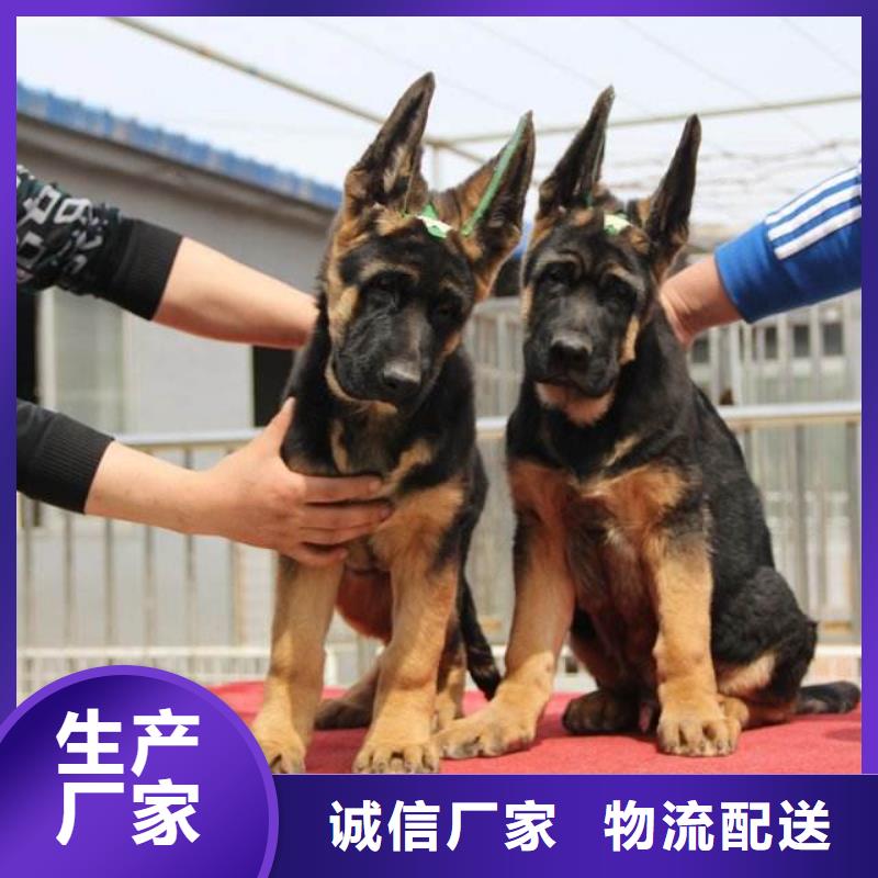 德国牧羊犬卡斯罗犬本地配送