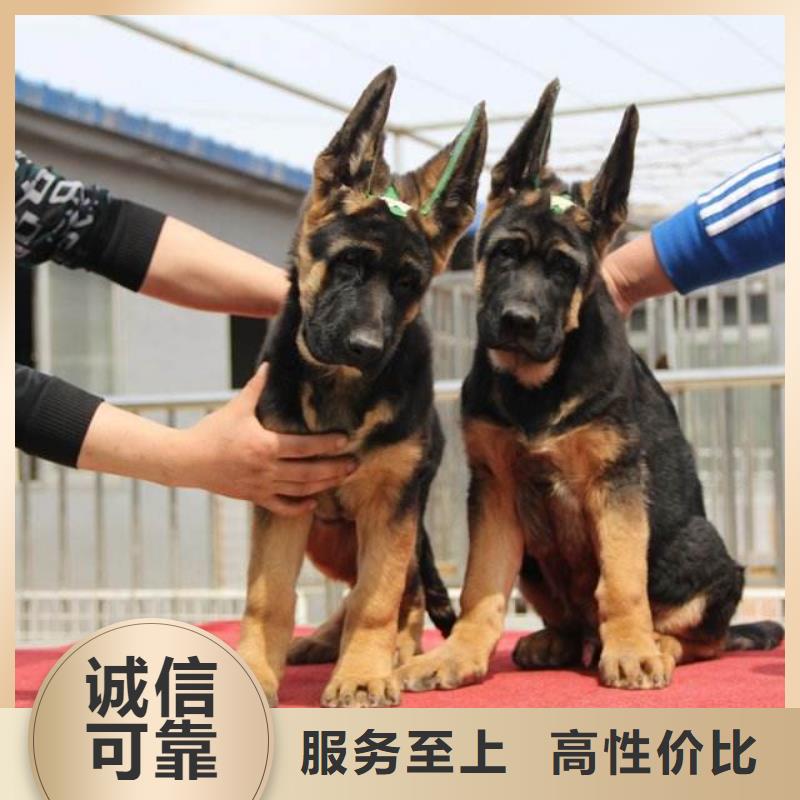 【德国牧羊犬高加索犬源头厂家经验丰富】