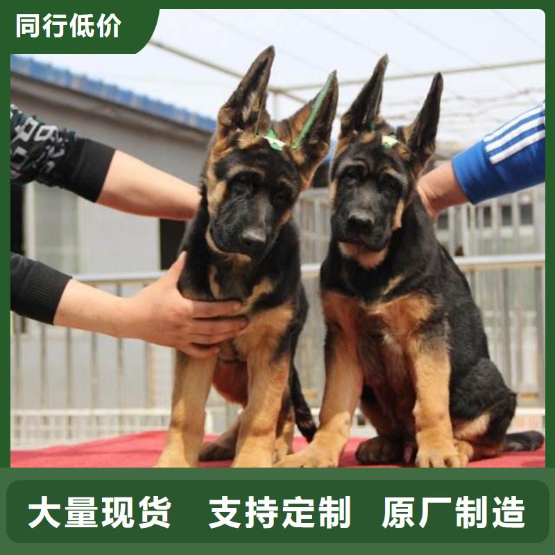 德国牧羊犬杜宾犬每一处都是匠心制作