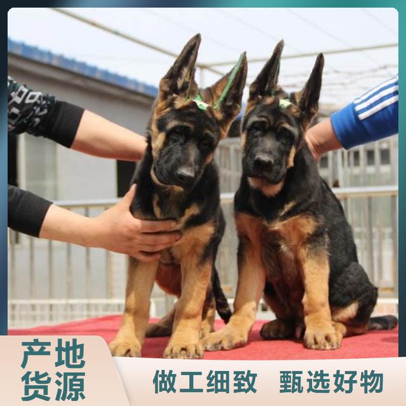 德国牧羊犬,马犬现货充足