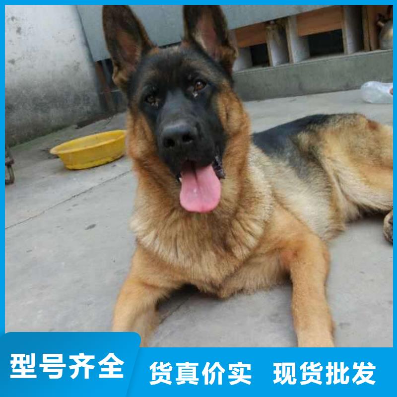 德国牧羊犬,黑狼甄选好厂家