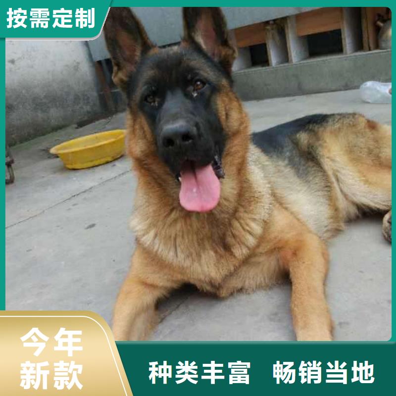 德国牧羊犬杜宾犬支持定制批发