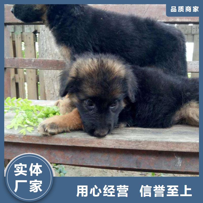 德国牧羊犬_【罗威纳犬】厂家批发价