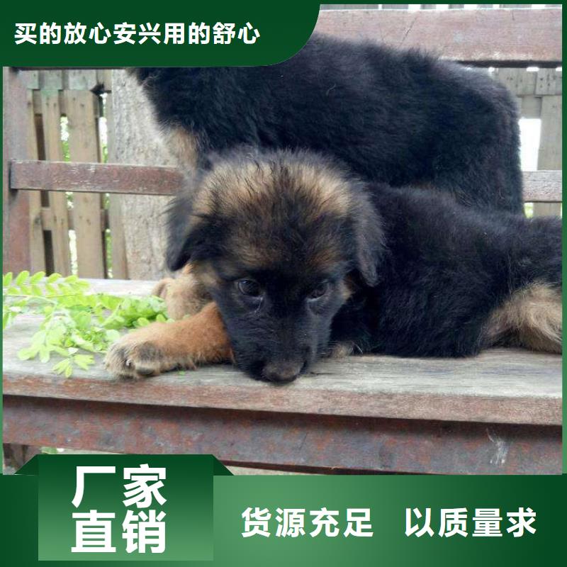 德国牧羊犬杜宾犬专业的生产厂家