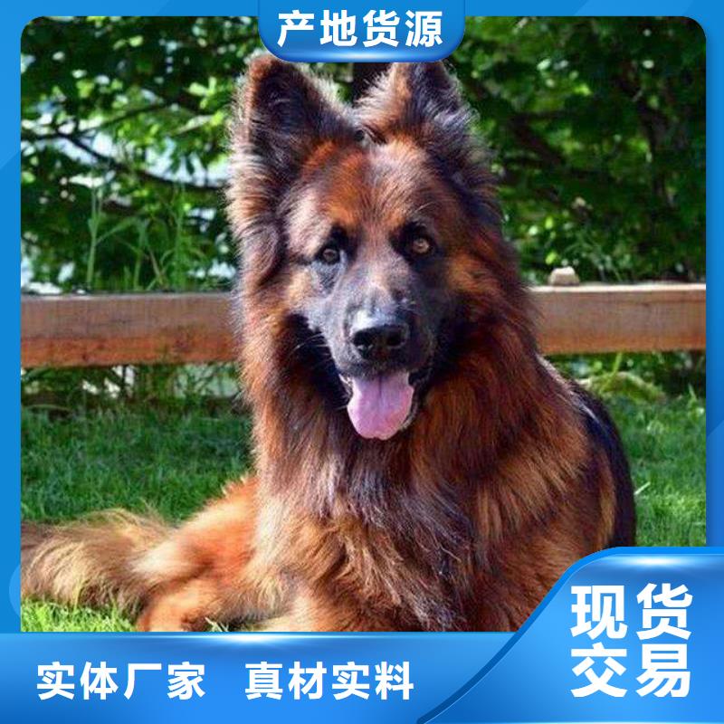 德国牧羊犬杜高犬专心专注专业