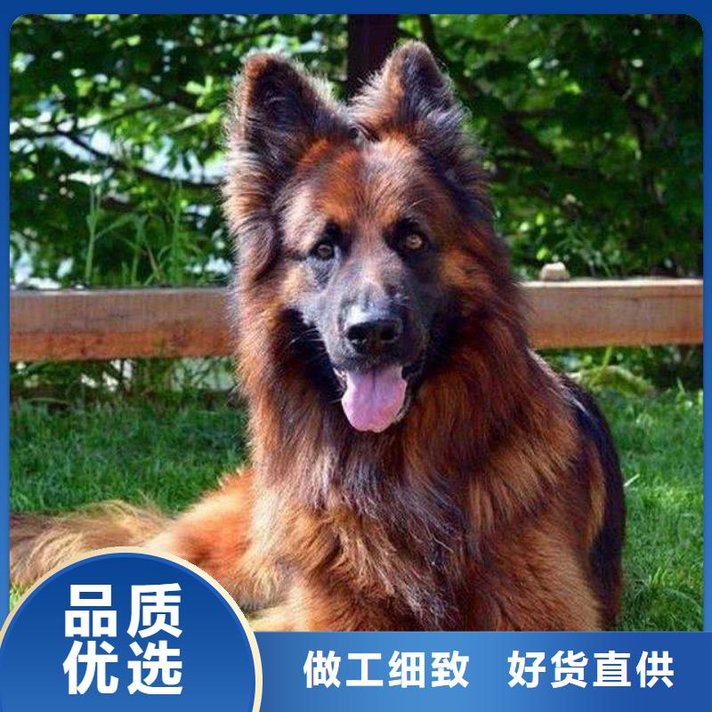 德国牧羊犬德牧犬专注产品质量与服务