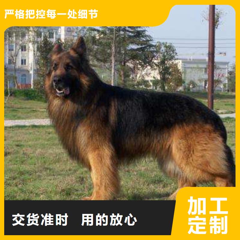 德国牧羊犬【卡斯罗犬】让客户买的放心