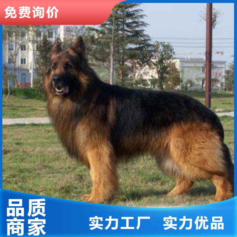 德国牧羊犬杜高犬专心专注专业