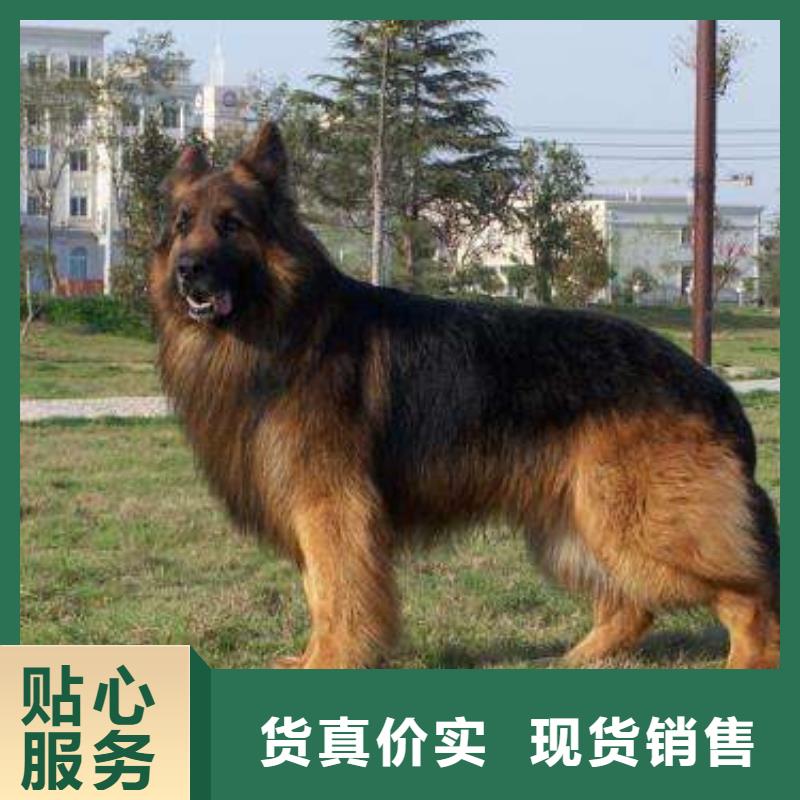 德国牧羊犬拉布拉多犬工厂价格