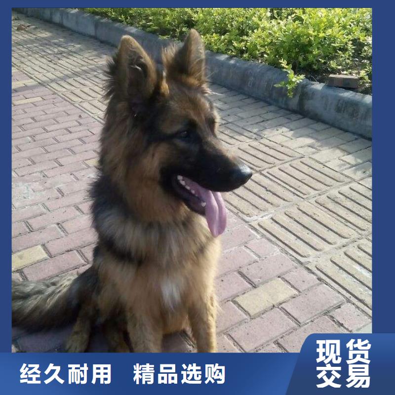 德国牧羊犬杜宾犬专业的生产厂家