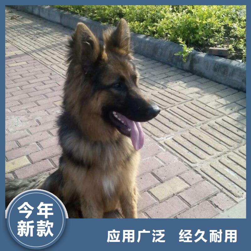 德国牧羊犬【杜高犬】敢与同行比价格