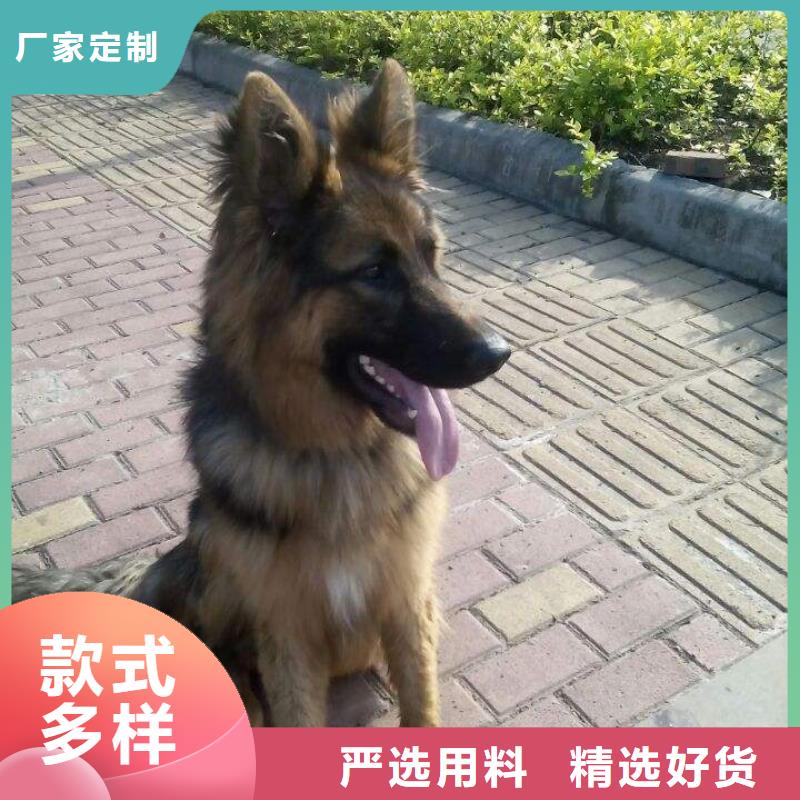 德国牧羊犬杜宾犬支持定制批发