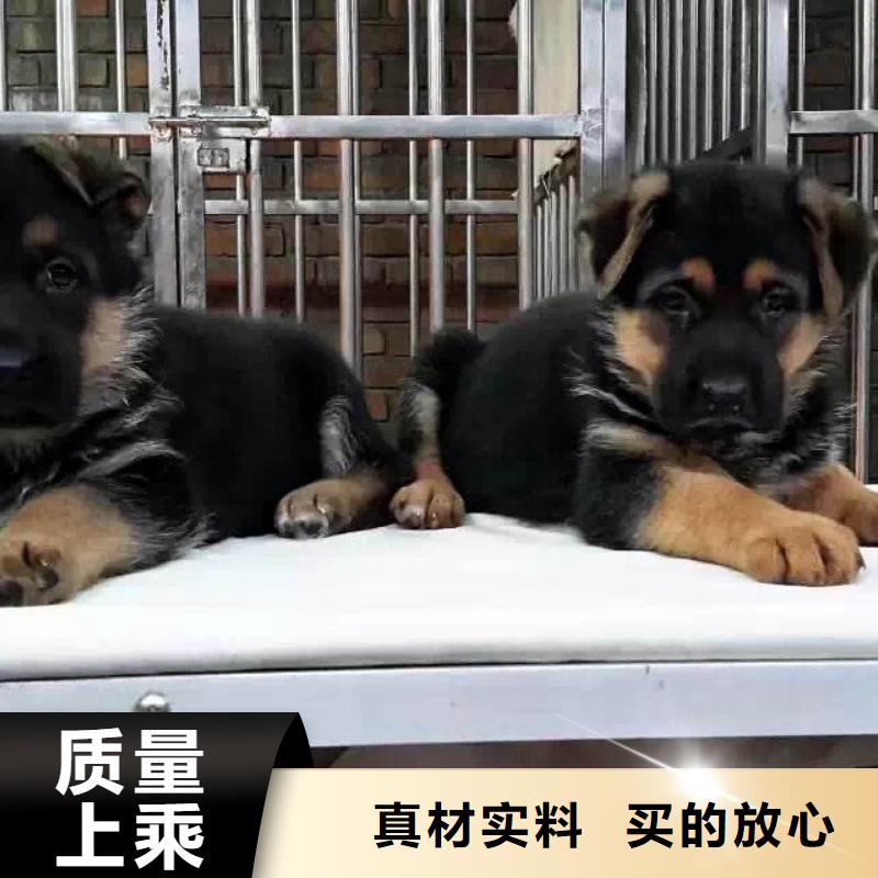 德国牧羊犬_杜宾犬用心做产品