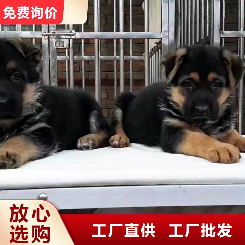 德国牧羊犬卡斯罗犬本地配送