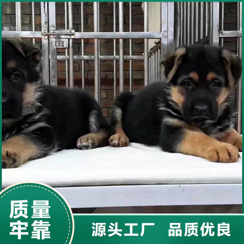 德国牧羊犬,黑狼甄选好厂家