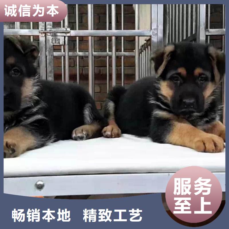 德国牧羊犬【卡斯罗犬】让客户买的放心