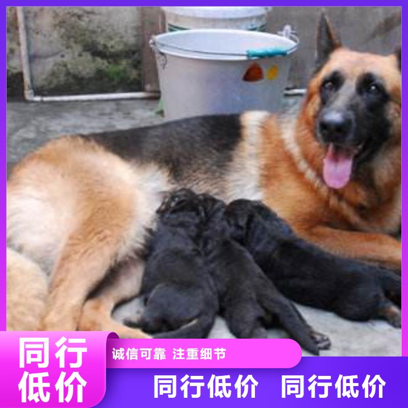 【德国牧羊犬】德牧犬定制批发