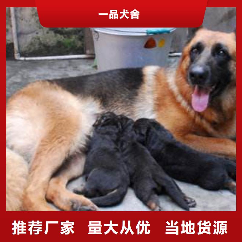 德国牧羊犬【马犬】工艺成熟