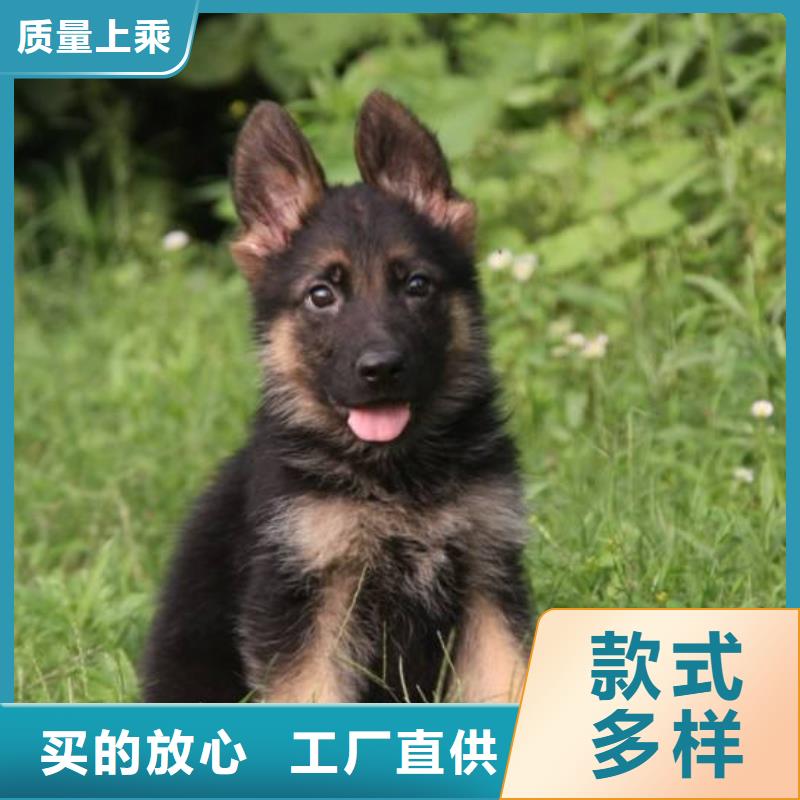 德国牧羊犬杜宾犬支持定制批发