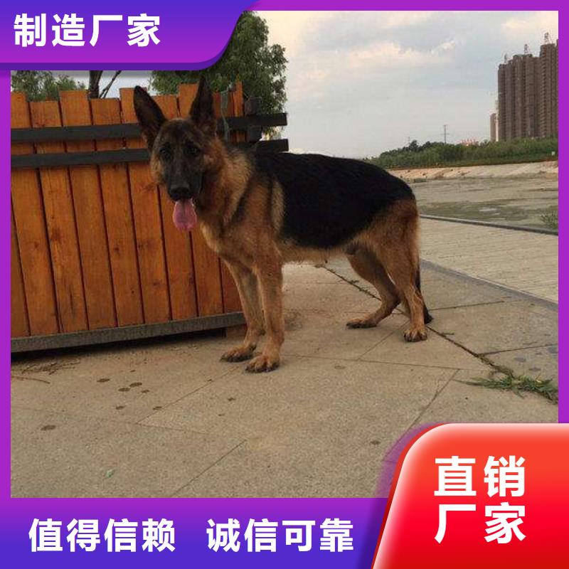 德国牧羊犬比特犬源头厂家供应