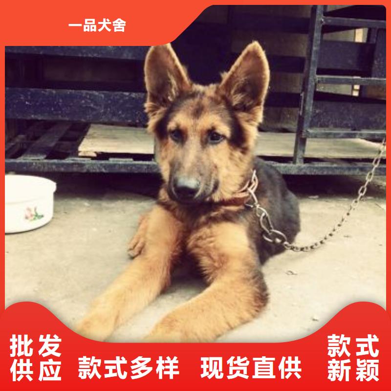 德国牧羊犬,黑狼甄选好厂家