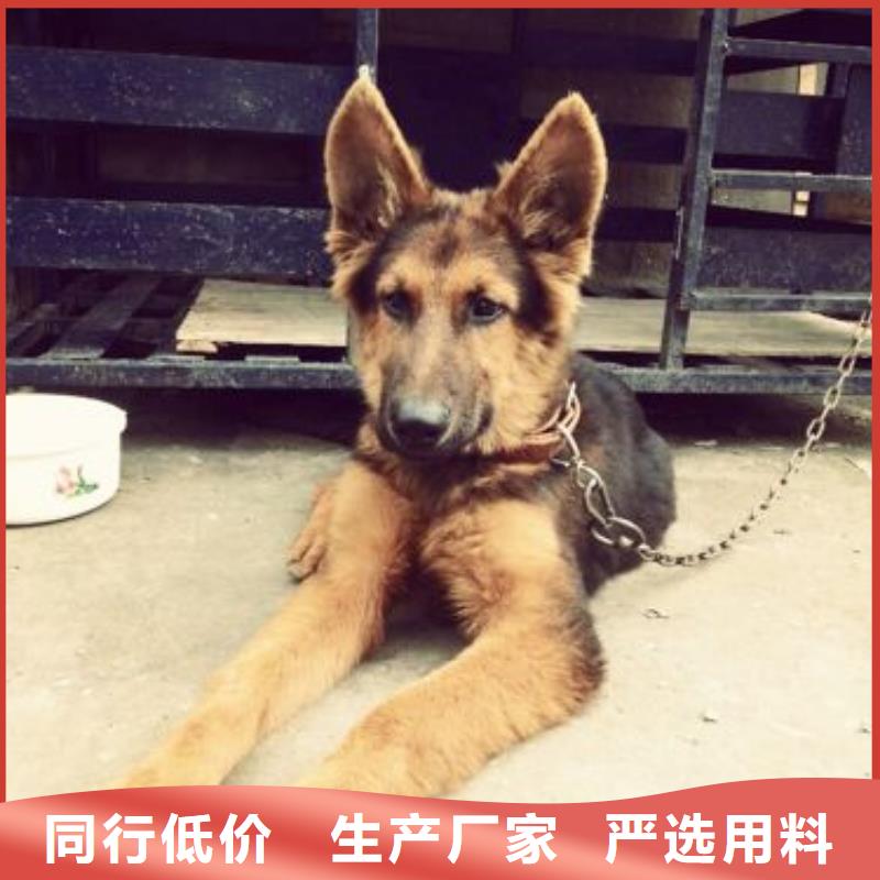 德国牧羊犬黑狼供货及时