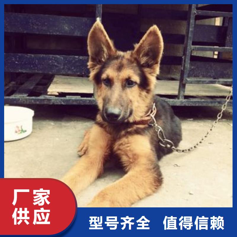 德国牧羊犬黑狼供货及时