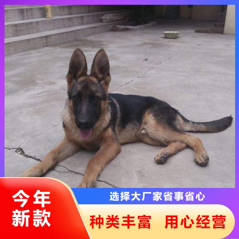 德国牧羊犬黑狼供货及时