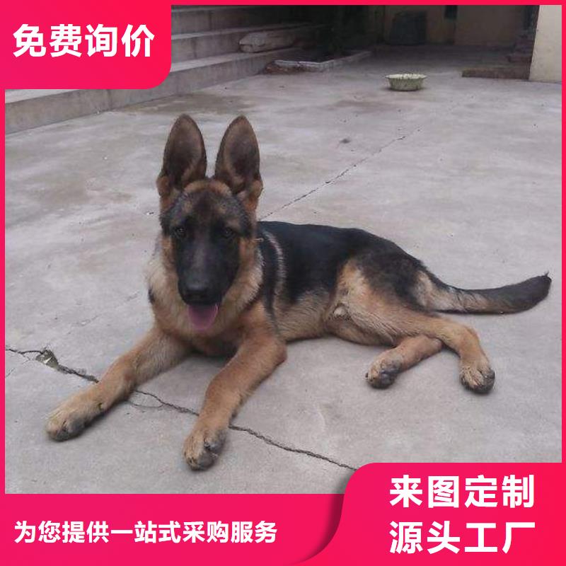 德国牧羊犬杜宾犬专业的生产厂家